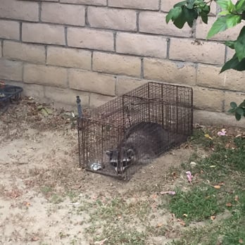 The Critter Trapper - Jose setup a trap and was able to trapped the mother raccoon the next day. - Wildlife Control Near Me The Critter Trapper - Jose setup a trap and was able to trapped the mother raccoon the next day. - Wildlife Control Near Me