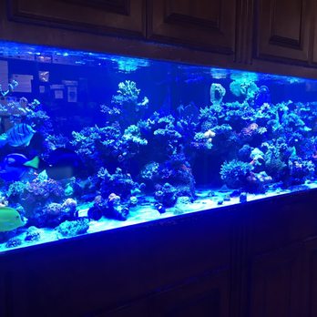 World Wide Corals - Display aquarium - Aquarium Services Near Me - Orlando, Florida