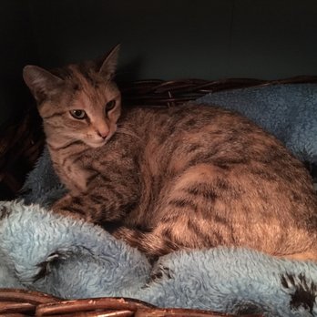 Brooklyn Cat Cafe - Pet Adoption Near Me - Brooklyn, New York