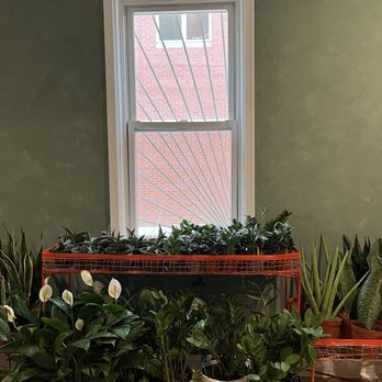 REWILD Capitol Hill - Nurseries & Gardening Near Me - Washington, DC, District of Columbia