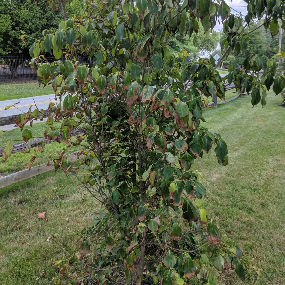Nickett Landscaping - A week after warranty install - Snow Removal Near Me - Doylestown, Pennsylvania Nickett Landscaping - A week after warranty install - Snow Removal Near Me - Doylestown, Pennsylvania