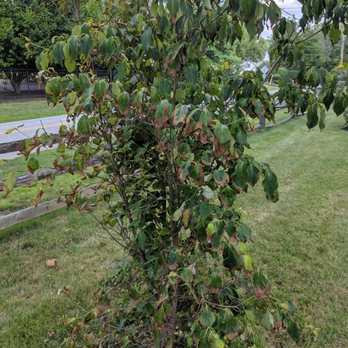 Nickett Landscaping - A week after warranty install - Snow Removal Near Me - Doylestown, Pennsylvania Nickett Landscaping - A week after warranty install - Snow Removal Near Me - Doylestown, Pennsylvania