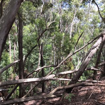 Aiea Loop Trail - Halfway point - Hiking Near Me - Aiea, Hawaii