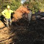 Pacific Crest Arborist
