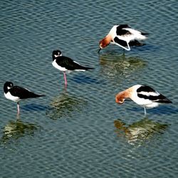 Leonabelle Turnbull Birding Center - Stilts and avocets