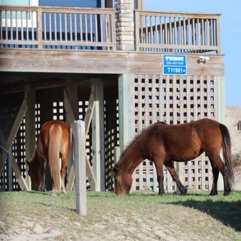 Wild Horse Adventure Tours - Tours Near Me - Corolla, North Carolina