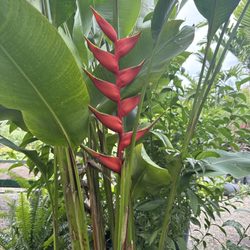 Georgie's Paradise - Heliconias and large variety of tropical plants available!