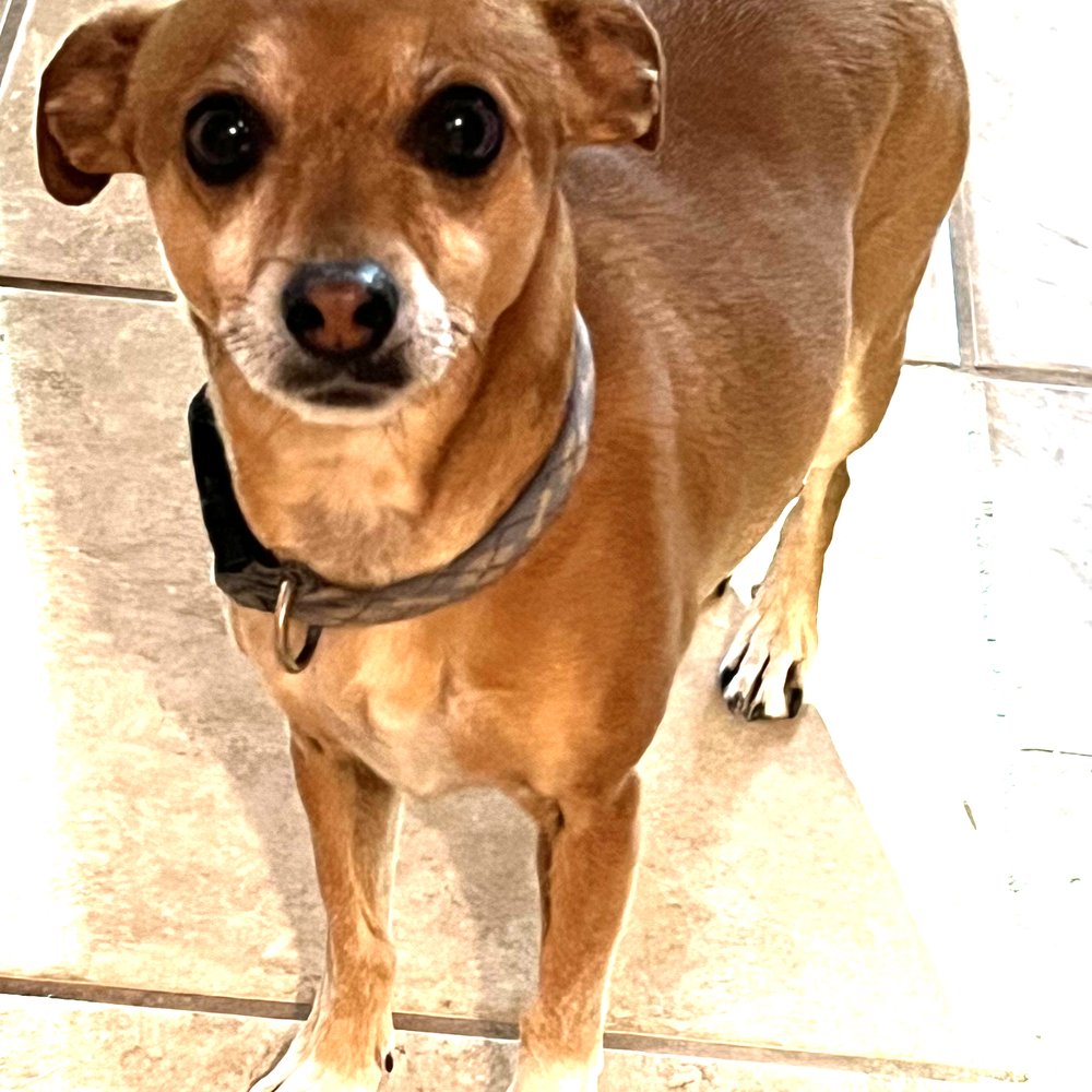 Paws Plaza - And this is Bolt ~ Stretch's brother! - Pet Groomers Near Me - Santa Fe, New Mexico Paws Plaza - And this is Bolt ~ Stretch's brother! - Pet Groomers Near Me - Santa Fe, New Mexico