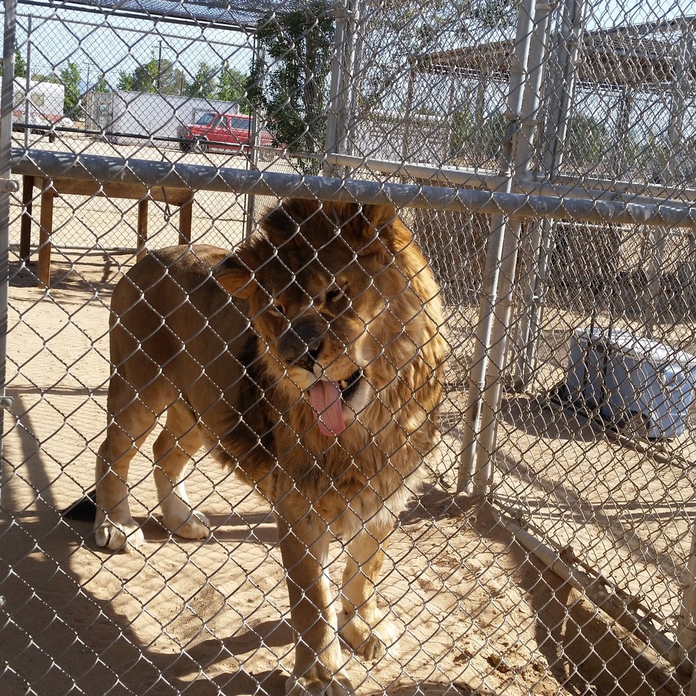 Hesperia Zoo - Zoos Near Me - Hesperia, California Hesperia Zoo - Zoos Near Me - Hesperia, California