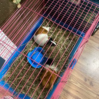 Guinea Pig Sanctuary - Animal Shelters Near Me - Salisbury, Massachusetts
