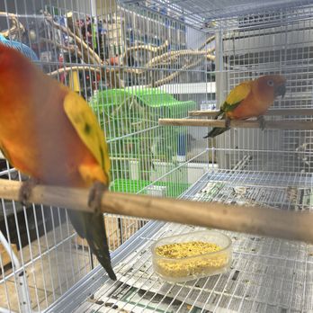 365 Pet Shop - Sun Conure - Pet Stores Near Me - Hialeah, Florida 365 Pet Shop - Sun Conure - Pet Stores Near Me - Hialeah, Florida
