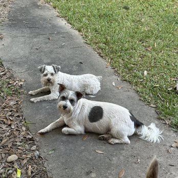 Unleashed Canine - This is my Scrappy and Rip!!! Unleashed canine takes very good care of them. I absolutely love KK.. She is wonderful with my mini schnauzer. - Pet Groomers Near Me - Lumberton, Texas Unleashed Canine - This is my Scrappy and Rip!!! Unleashed canine takes very good care of them. I absolutely love KK.. She is wonderful with my mini schnauzer. - Pet Groomers Near Me - Lumberton, Texas