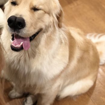 connie's mobile grooming