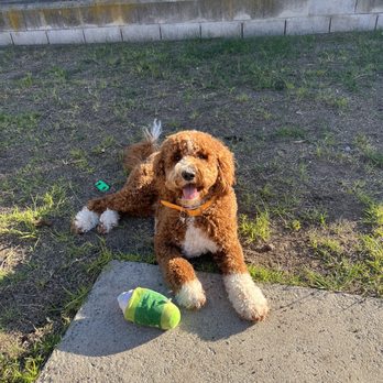 Doggie Dos  - Peach after her appointment at Doggie Dos! - Pet Groomers Near Me - La Mesa, California