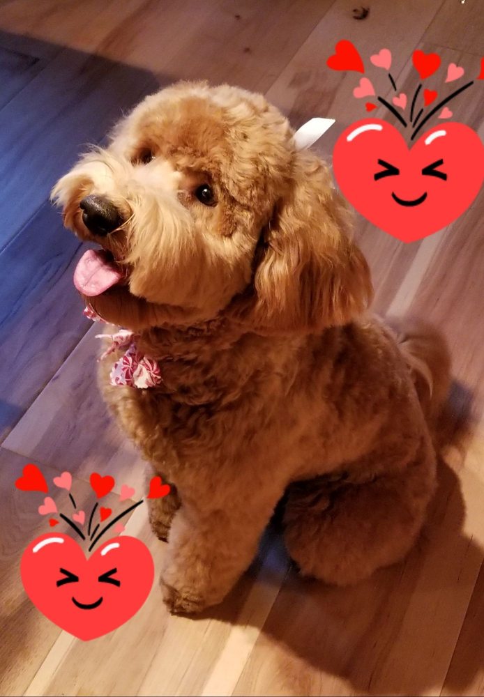 ROGUE VALLEY PAWS UP PET SPA Updated May 2024 202 Redwood Hwy