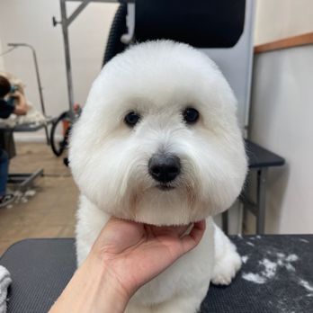 Ironmaya Pet Grooming - Updated photo - Pet Groomers Near Me - Arcadia, California Ironmaya Pet Grooming - Updated photo - Pet Groomers Near Me - Arcadia, California
