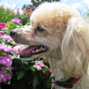 Happy at Home - Pet Sitting Near Me Happy at Home - Pet Sitting Near Me