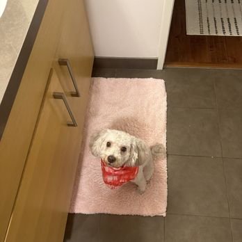 Bitches N Bubbles - Coca after grooming - Pet Groomers Near Me - Long Beach, California