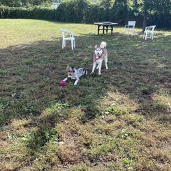 Cherry Ave Dog Park