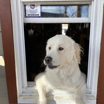 Mars Brew House - A white dog with light eyes and fluffy fur is leaning out of a cafe window, looking outside. The cafe interior is visible in the background. - Coffee & Tea Near Me - Mars, Pennsylvania