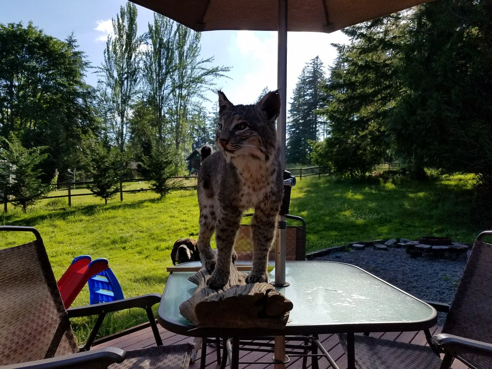 Foster Taxidermy - taxidermy in Allen, TX