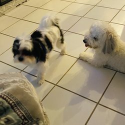 Moors Pet Sitting