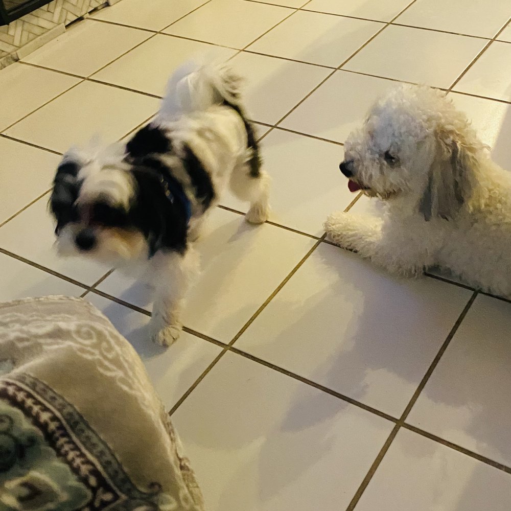 MOORS PET SITTING Updated September 2024 19 Photos 7567 Stirling