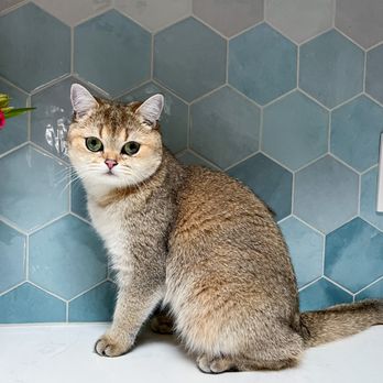 One Love Cats - Pet Breeders Near Me One Love Cats - Pet Breeders Near Me