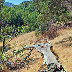 Sobrante Ridge Regional Preserve - Sobrante Ridge Regional Preserve