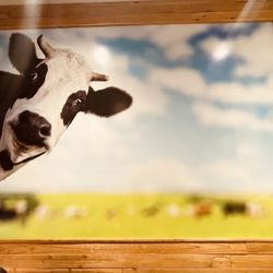 The Screamery HandCrafted Ice Cream - MOO