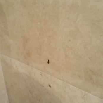 The One Boutique Hotel - This is ??? Stuck to the wall by the toilet - Hotels Near Me - Carrollton, Texas The One Boutique Hotel - This is ??? Stuck to the wall by the toilet - Hotels Near Me - Carrollton, Texas