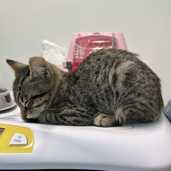 Sunshine Animal Hospital - At the vet's - Veterinarians Near Me - Poway, California