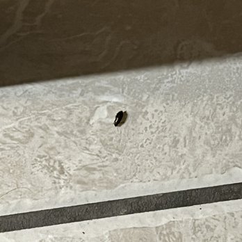 Vrbo - live roach on the floor in www.vrbo.com/408060 - Vacation Rentals Near Me - Wareham, Massachusetts Vrbo - live roach on the floor in www.vrbo.com/408060 - Vacation Rentals Near Me - Wareham, Massachusetts