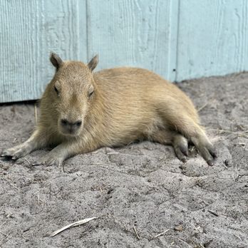 Amazing Animals - Baby Capybara - Zoos Near Me - Saint Cloud, Florida