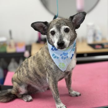 1. Enchanted Paws Grooming