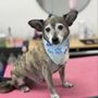 Photo of Enchanted Paws Grooming