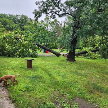 Schwankes Tree Services - Before anything was touched. - Tree Services Near Me