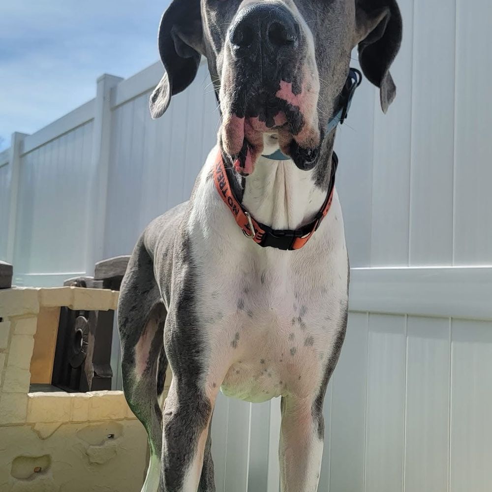 Central Bark Atlanta - Pet Training Near Me - Atlanta, Georgia