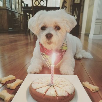 dog birthday cake petsmart
