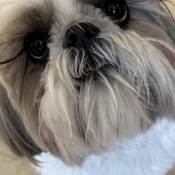 Rite Aid - I brought my dog to Rite Aid!