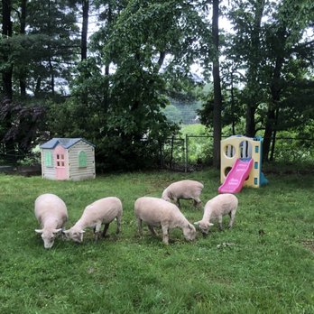 Lamb Mowers - a group of sheep grazing in a field - Landscaping Near Me Lamb Mowers - a group of sheep grazing in a field - Landscaping Near Me