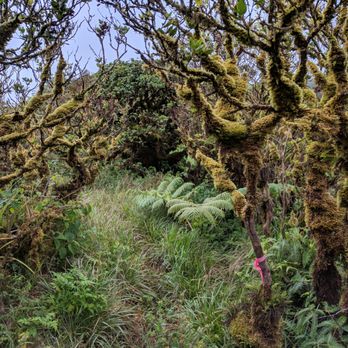 Bowman Trail - Different views on the way - Hiking Near Me - Honolulu, Hawaii