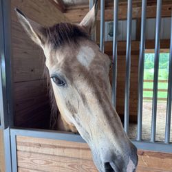 Equine Social