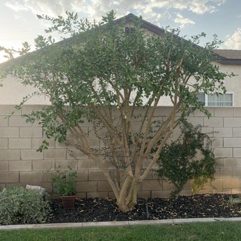 PRG Tree Care - After- lime tree pruned - Tree Services Near Me PRG Tree Care - After- lime tree pruned - Tree Services Near Me