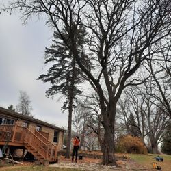 Gollnick & Sons Tree Service - Before