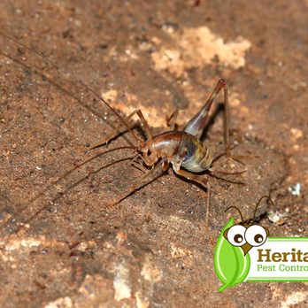 Heritage Pest Control - Pest Control Near Me - Pompton Plains, New Jersey