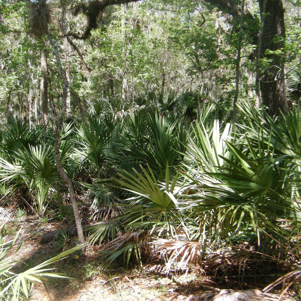 Black Bear Wilderness Area - Very lush - Hiking Near Me - Sanford, Florida Black Bear Wilderness Area - Very lush - Hiking Near Me - Sanford, Florida