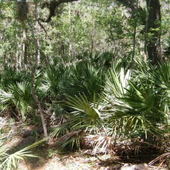 Black Bear Wilderness Area - Very lush - Hiking Near Me - Sanford, Florida