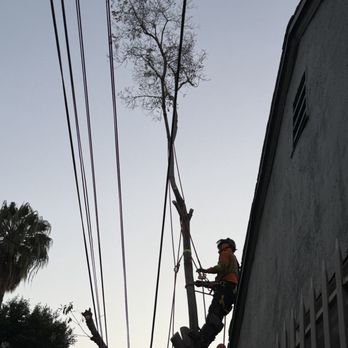Affordable Tree Care - Tree Services Near Me Affordable Tree Care - Tree Services Near Me