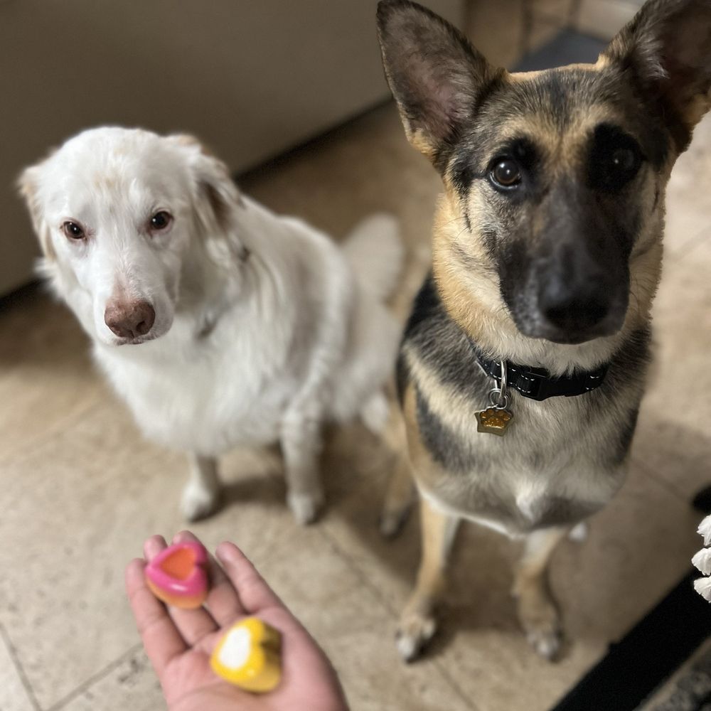 Mishka - Turkey dog treats - Pet Stores Near Me - San Francisco, California Mishka - Turkey dog treats - Pet Stores Near Me - San Francisco, California
